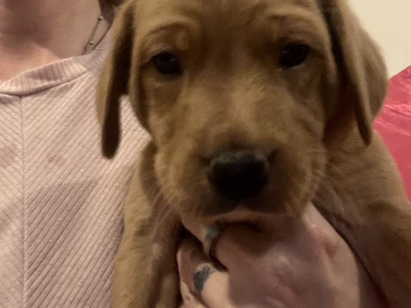 Labrador life breeder bring you their stunning litter of 10 golden fox red puppies