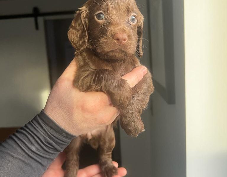 Working Cocker Spaniel