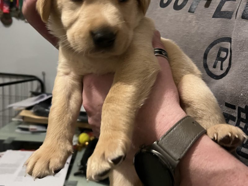 Labrador life breeder bring you their stunning litter of 10 golden fox red puppies