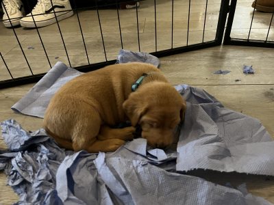 Labrador life breeder bring you their stunning litter of 10 golden fox red puppies