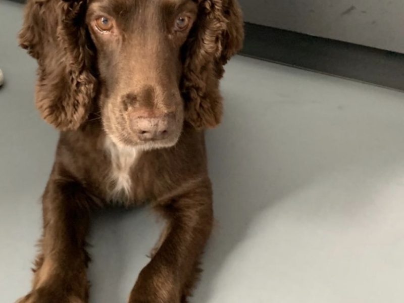 Working Cocker Spaniel