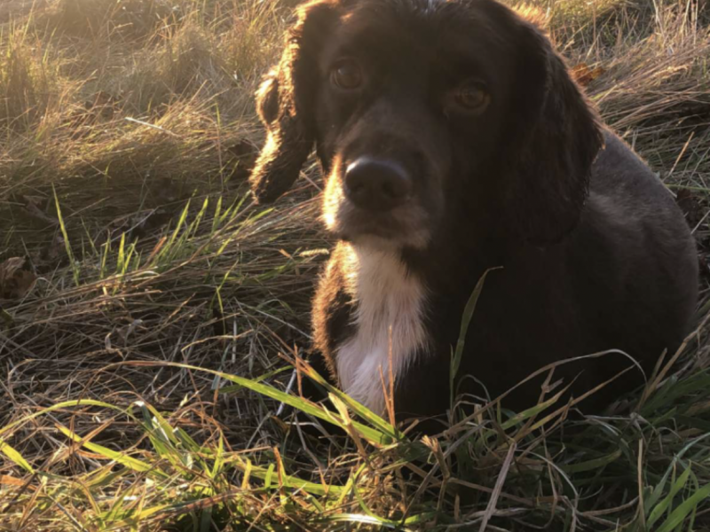 Working Cocker Spaniel
