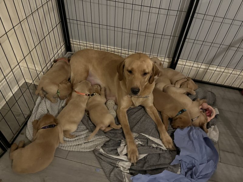 Labrador life breeder bring you their stunning litter of 10 golden fox red puppies