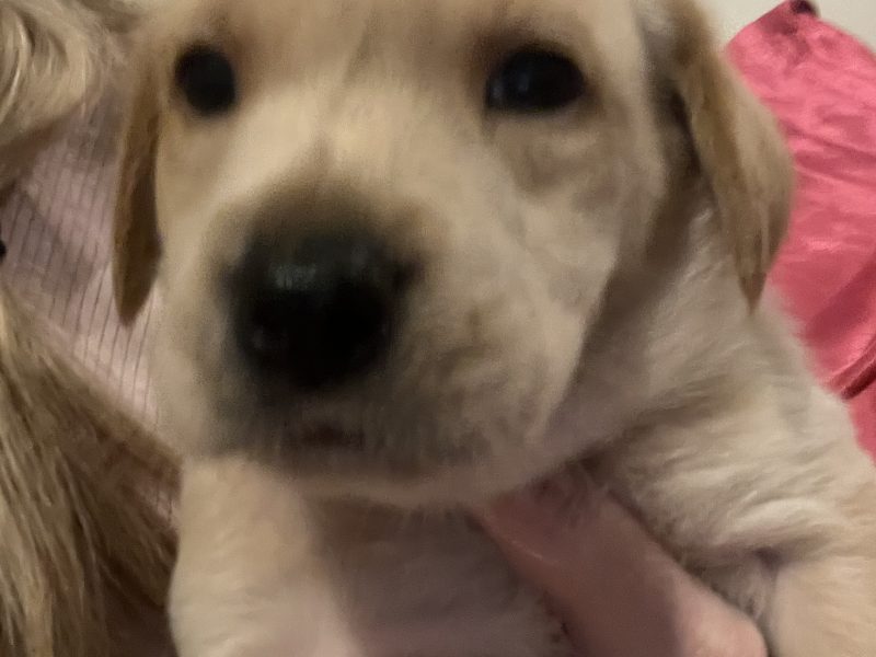Labrador life breeder bring you their stunning litter of 10 golden fox red puppies