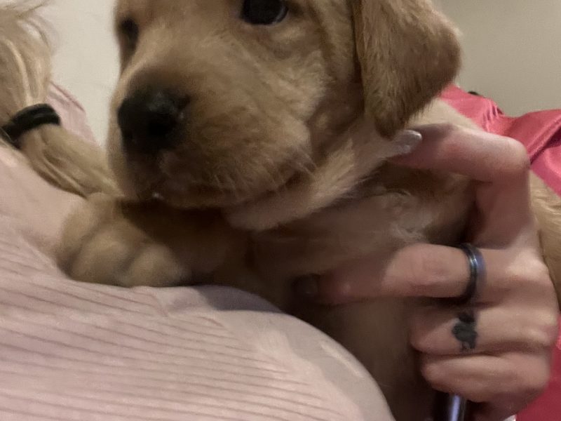Labrador life breeder bring you their stunning litter of 10 golden fox red puppies