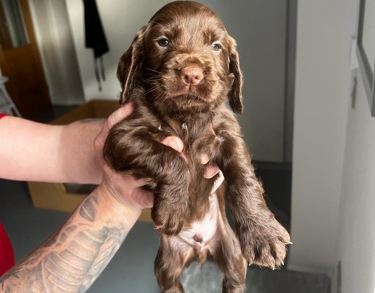 Working Cocker Spaniel