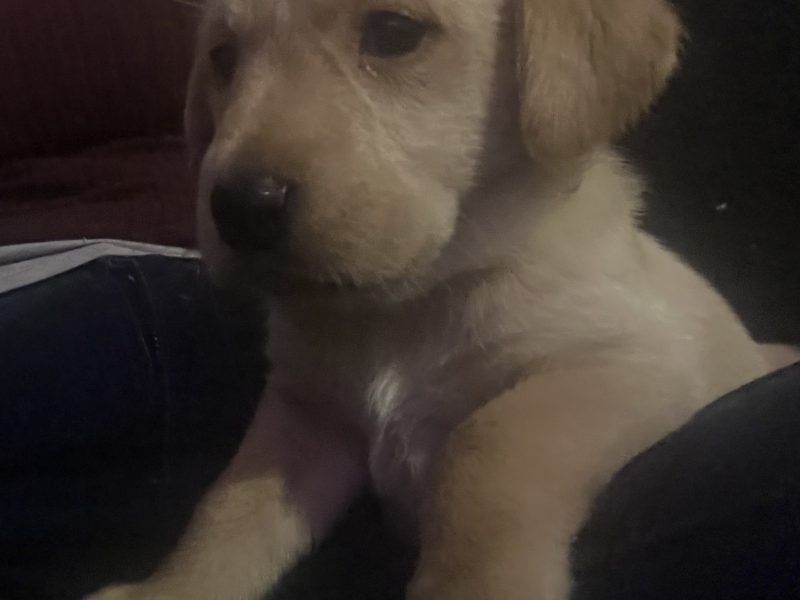 Labrador life breeder bring you their stunning litter of 10 golden fox red puppies