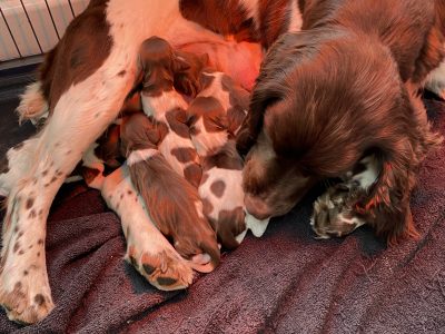 English springer spaniels