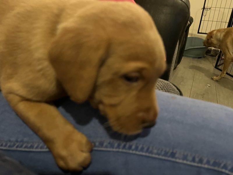 Labrador life breeder bring you their stunning litter of 10 golden fox red puppies
