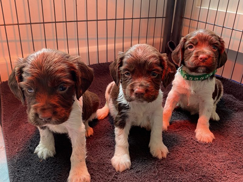 English springer spaniels