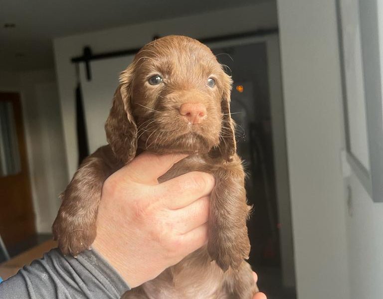 Working Cocker Spaniel