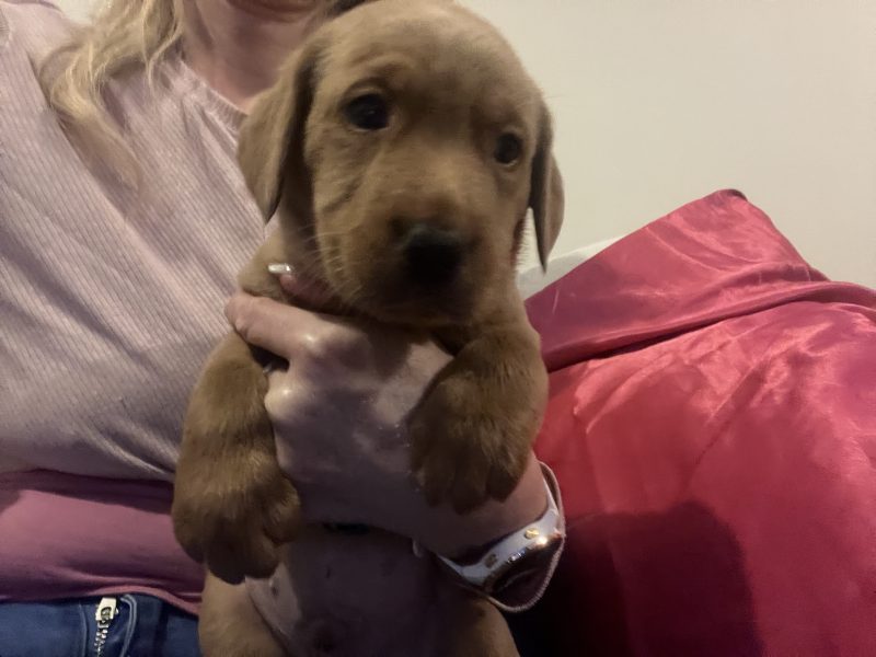 Labrador life breeder bring you their stunning litter of 10 golden fox red puppies