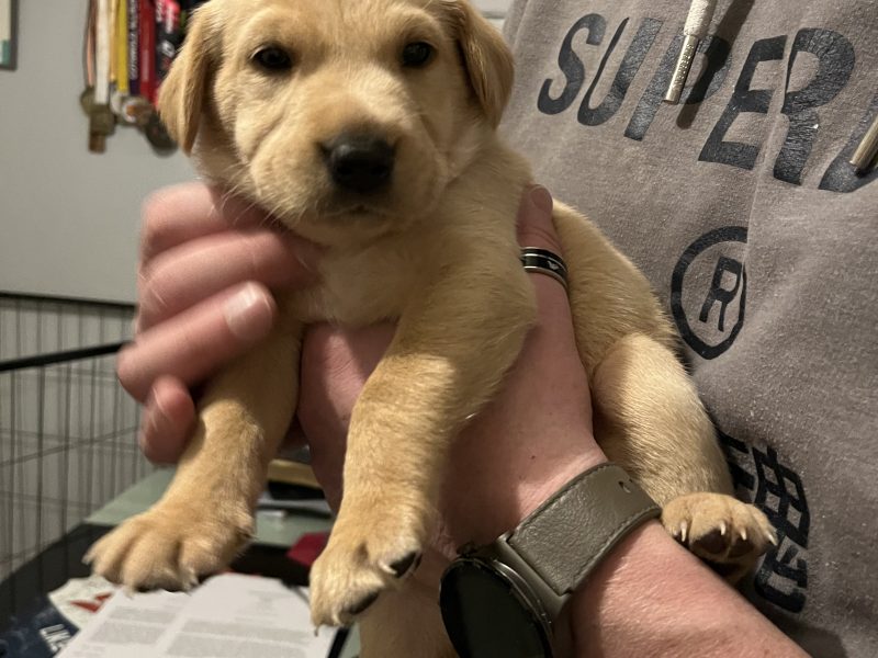 Labrador life breeder bring you their stunning litter of 10 golden fox red puppies