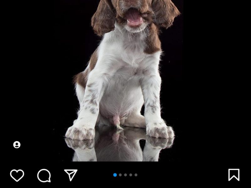 KC reg Springer Spaniel Pups