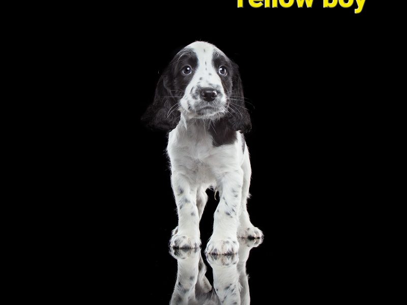 KC reg Springer Spaniel Pups
