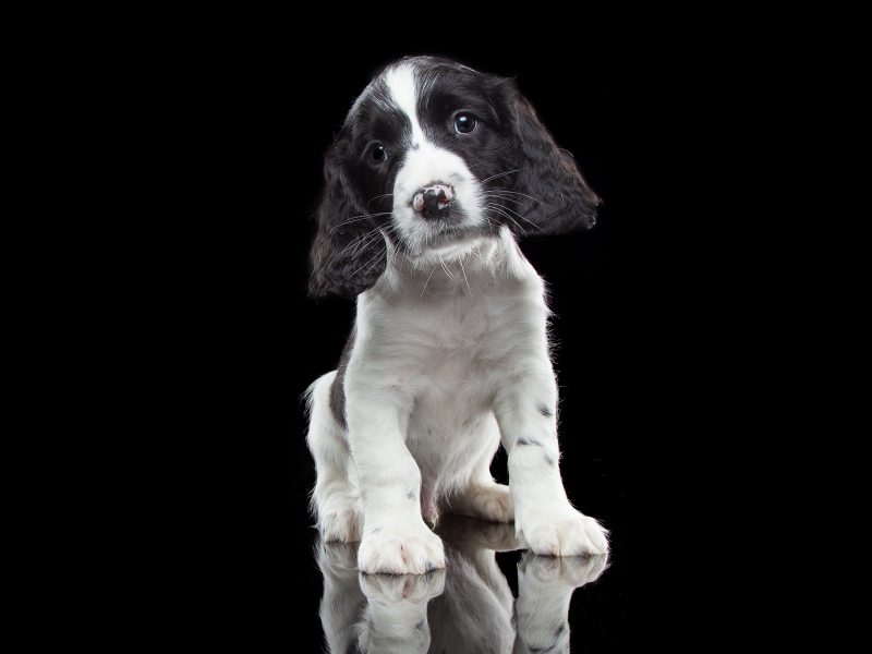KC reg Springer Spaniel Pups