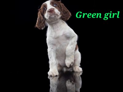 KC reg Springer Spaniel Pups