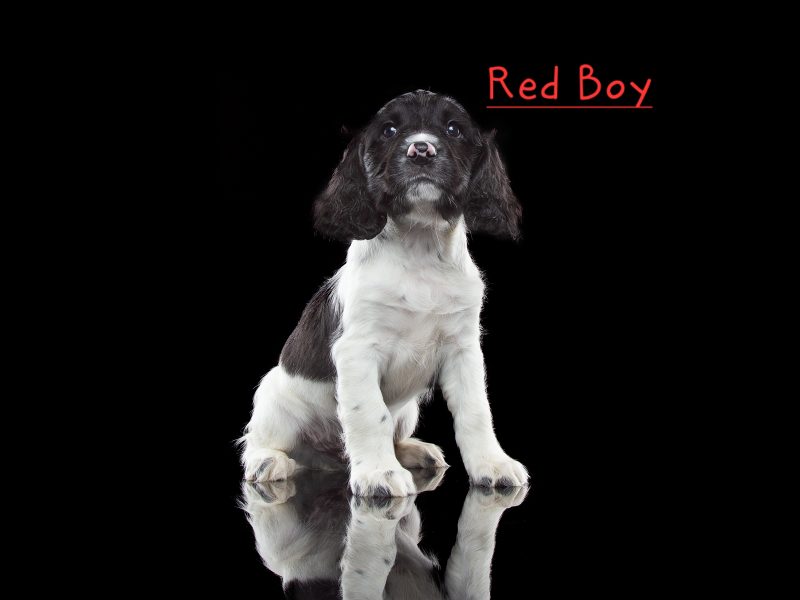 KC reg Springer Spaniel Pups