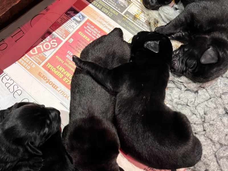 Seven pedigree black boys looking for homes.