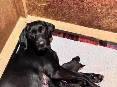 Seven pedigree black boys looking for homes.