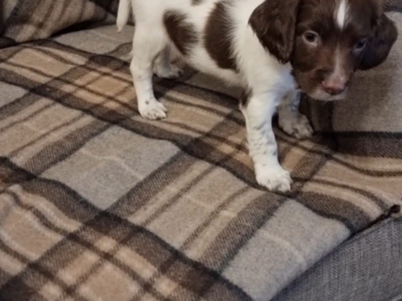 KC reg Springer Spaniel Pups