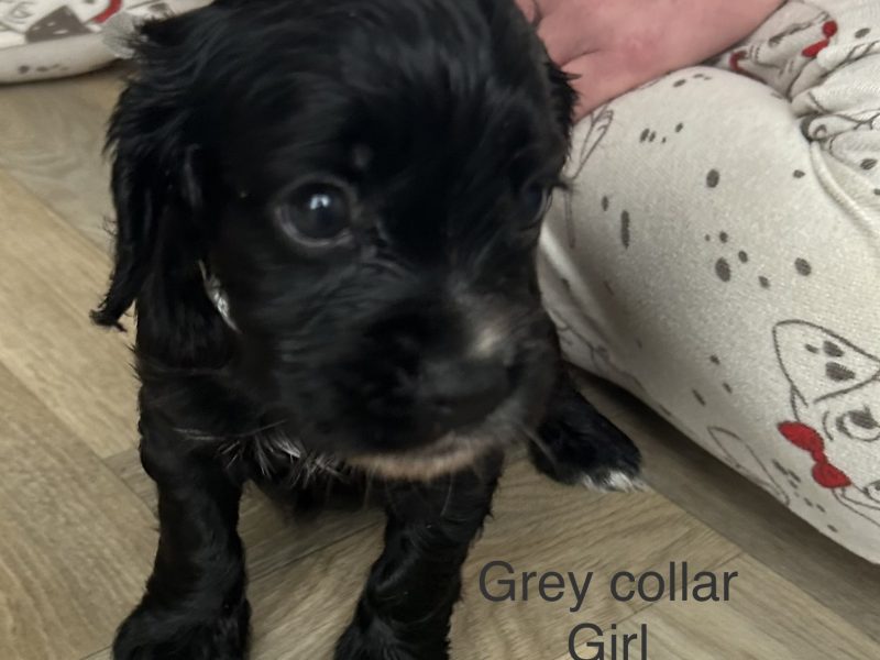 KC working cocker spaniel pups