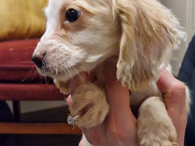 Cocker spaniel
