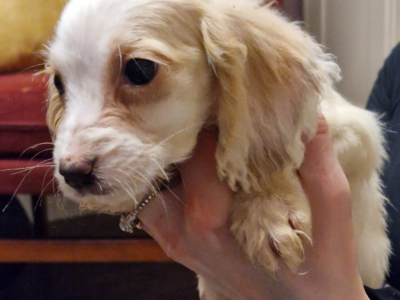 Cocker spaniel