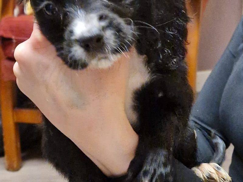 Cocker spaniel