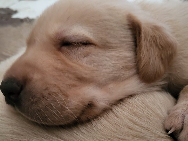 2 kc lab dogs left from litter of 6