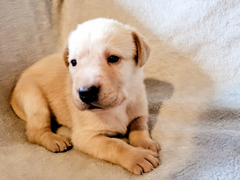 2 kc lab dogs left from litter of 6
