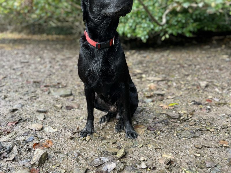 KC working gundog Labrador pups