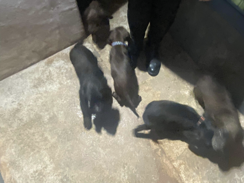 F1 Sprocker - 150 FTCh’s & 53 FTW’s (7 Generation)