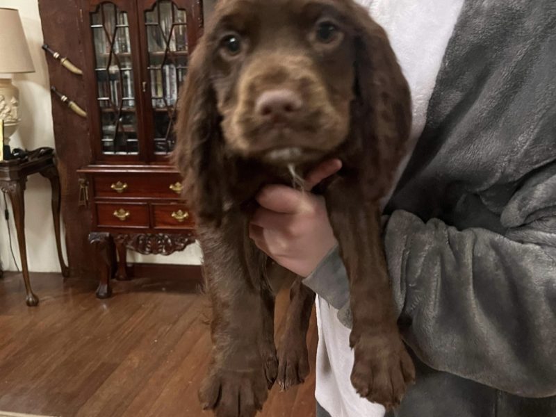 F1 Sprocker - 150 FTCh’s & 53 FTW’s (7 Generation)