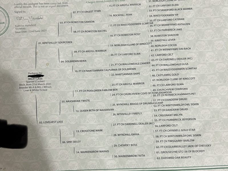 KC working cocker spaniel pups