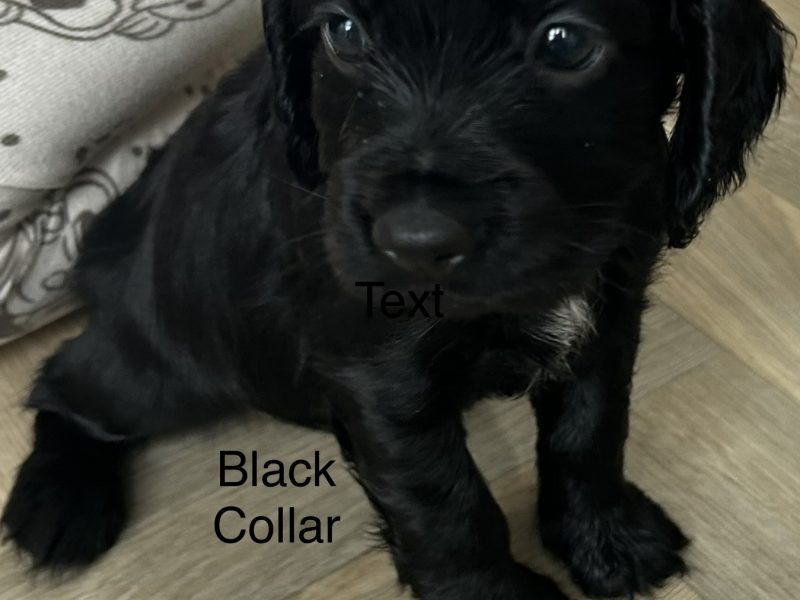 KC working cocker spaniel pups