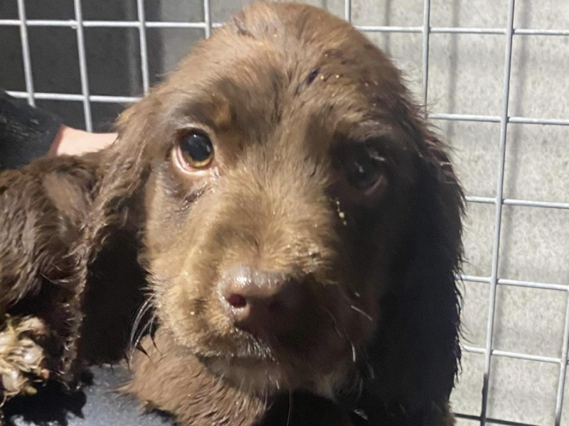 F1 Sprocker - 150 FTCh’s & 53 FTW’s (7 Generation)