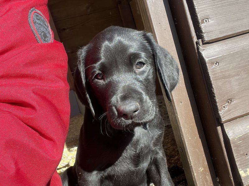 KC working gundog Labrador pups