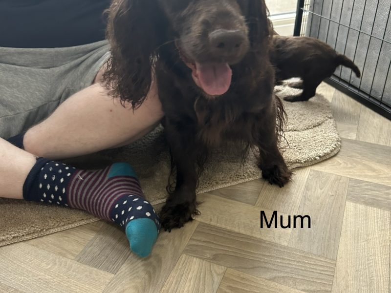 KC working cocker spaniel pups