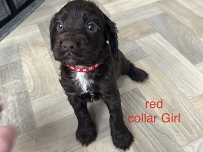 KC working cocker spaniel pups