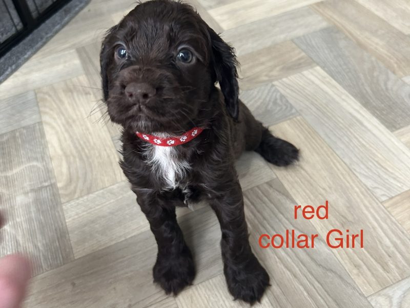 KC working cocker spaniel pups