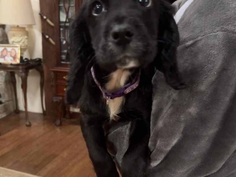 F1 Sprocker - 150 FTCh’s & 53 FTW’s (7 Generation)