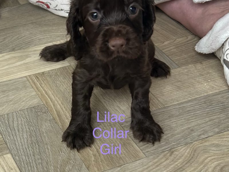 KC working cocker spaniel pups