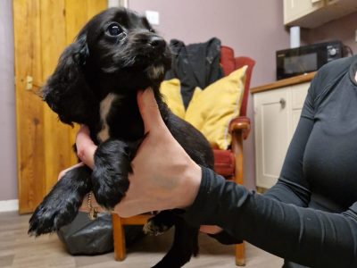 Cocker spaniel