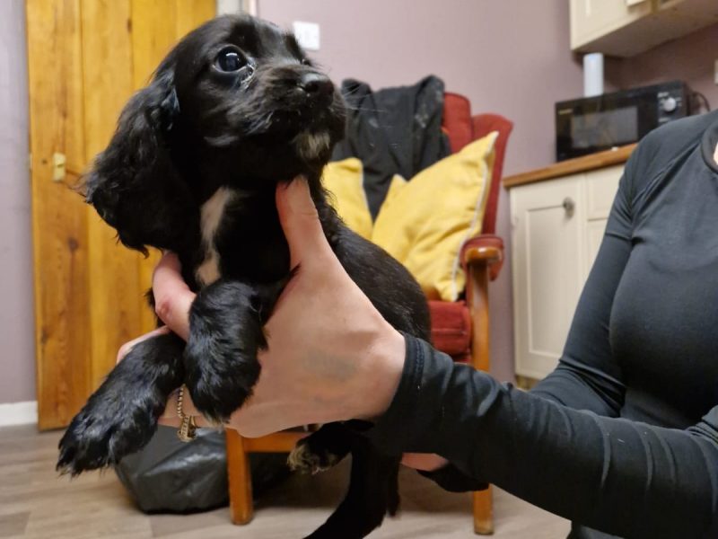 Cocker spaniel