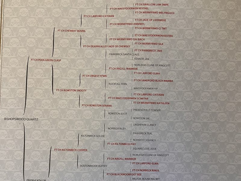 KC working cocker spaniel pups