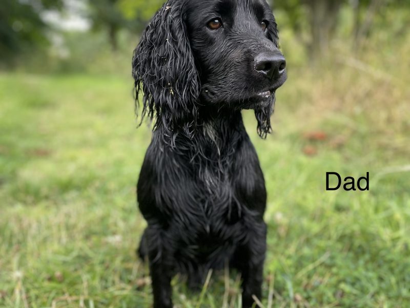 KC working cocker spaniel pups