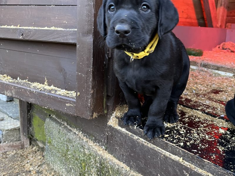 KC working gundog Labrador pups