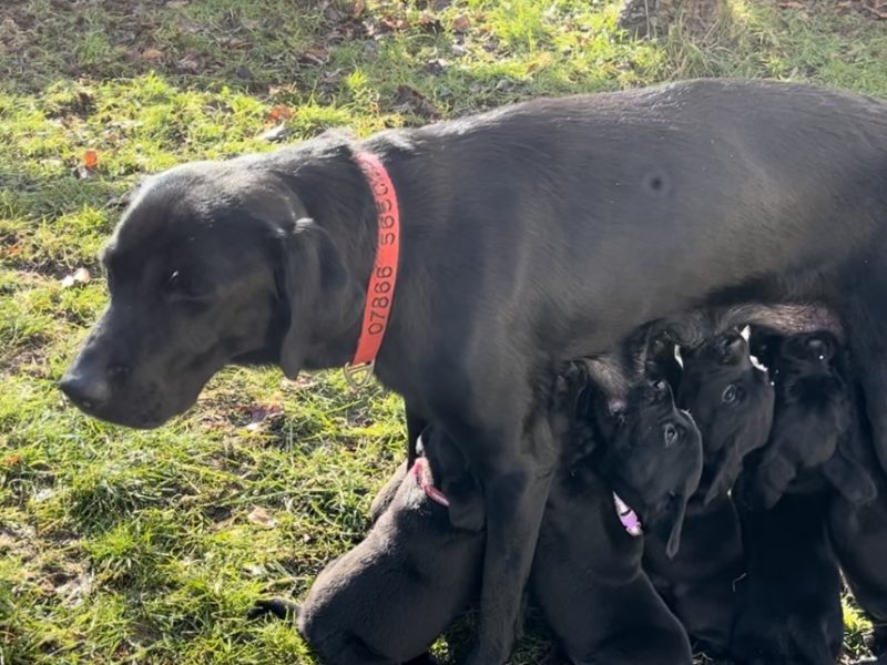KC working gundog Labrador pups
