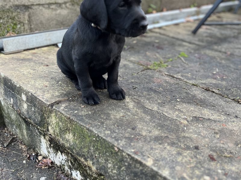 KC working gundog Labrador pups